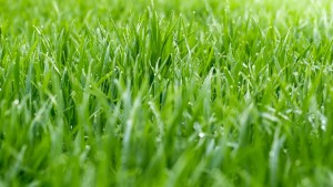clean-grass
